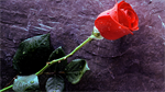 Fond d'écran gratuit de Fleurs - Roses numéro 65635